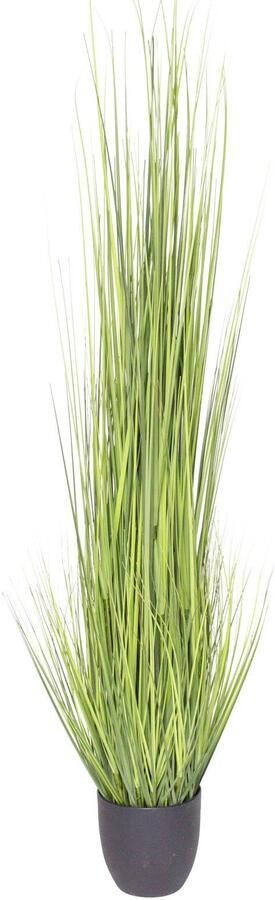 Nova Nature (Best) King festuca green in pot 150cm - Foto 2