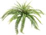 Nova Nature (Best) UV Fern Torres Sunrise 60cm (6 months UV-protected) - Thumbnail 1