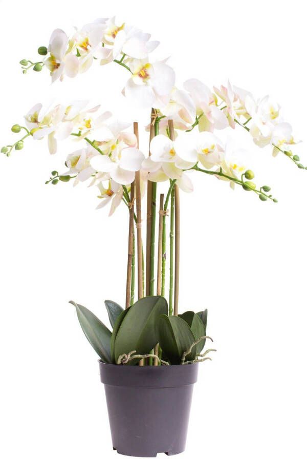 Nova Nature (Best) RT Phalaenopsis Bora x5 in pot 60cm white