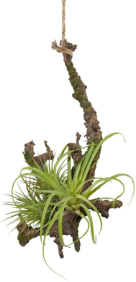 Creativ green Kunstplant Hangende tak met Tillandsie (2 stuks)