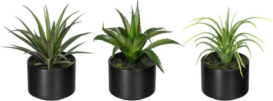 Creativ green Kunst-potplanten Set van aloë agave en tillandsia (3 stuks)