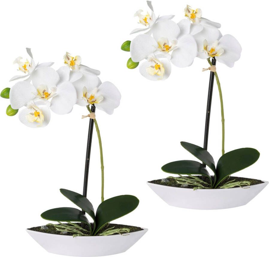 Creativ green Kunstorchidee Vlinderorchidee set van 2 in een plastic bakje (2 stuks)