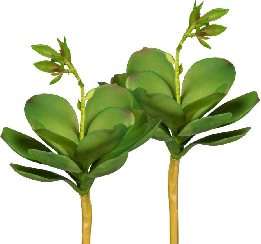 Creativ green Kunstplant Echeveria met bloem set van 3 (3 stuks)