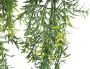 Woonexpress Hangplant Asparagus Groen Polyester Groen 50x0x0cm (hxbxd) - Thumbnail 4