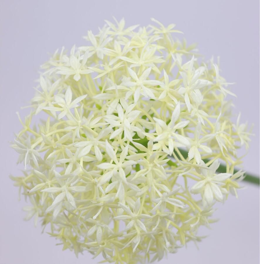 I.GE.A. Kunstbloem Allium sierlook Stelenbloem kunstbloemen(2 stuks)