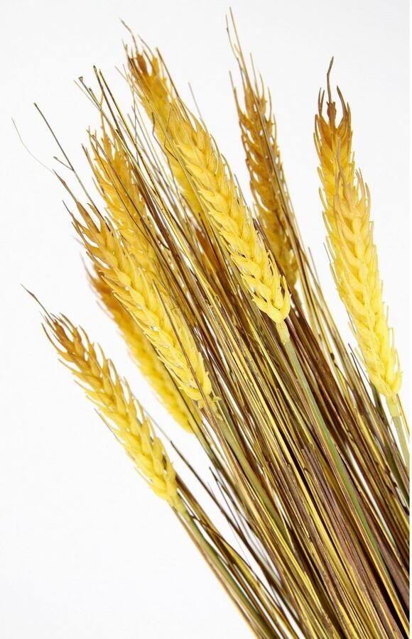 I.GE.A. Kunstplant Bundel tarwe Kunstgras deco-tak (1 stuk)