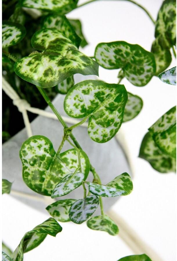 I.GE.A. Kunstplant Ceropegia (1 stuk)