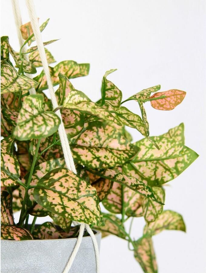 I.GE.A. Kunstplant Kunstmatige fittonia hangmand met pot kunstplant (1 stuk)