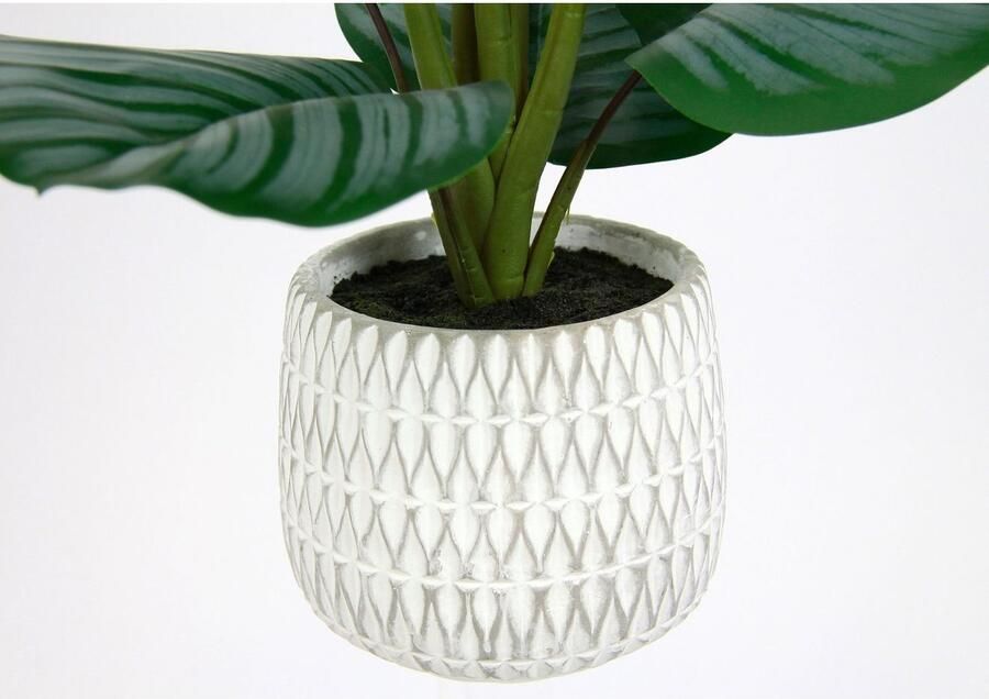 I.GE.A. Kunstplant Maranthus Kunstmatige korfmaranthe Galathea medaillon kunstplant klimop (1 stuk)