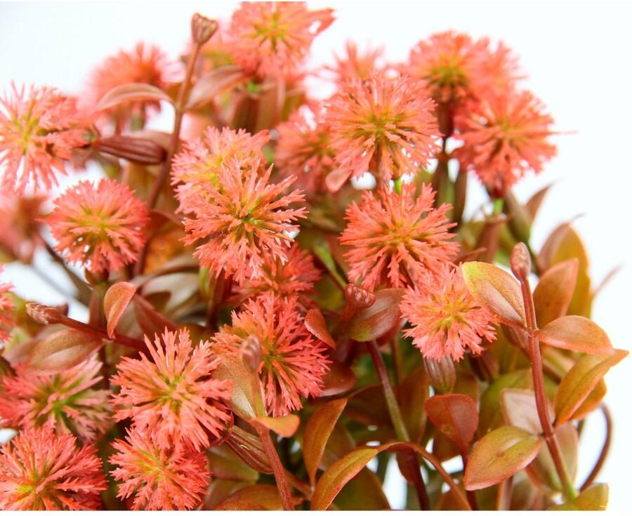 I.GE.A. Kunstplant Margriet in pot Kunstmatige bloemen bloesemstruik struik tafeldecoratie plant kunstbloemen decoratie (1 stuk)