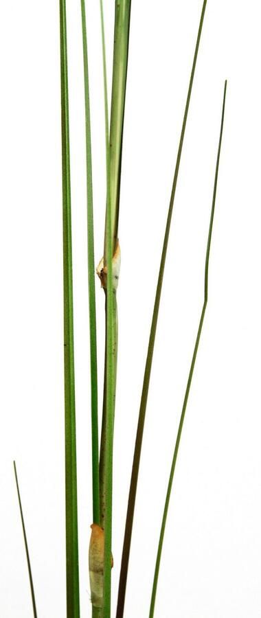 I.GE.A. Kunstplant Pampas Pampasgras boho(2 stuks)