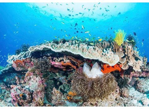 Komar Coral Reef Vlies Fotobehang 400x280cm 8 banen online kopen