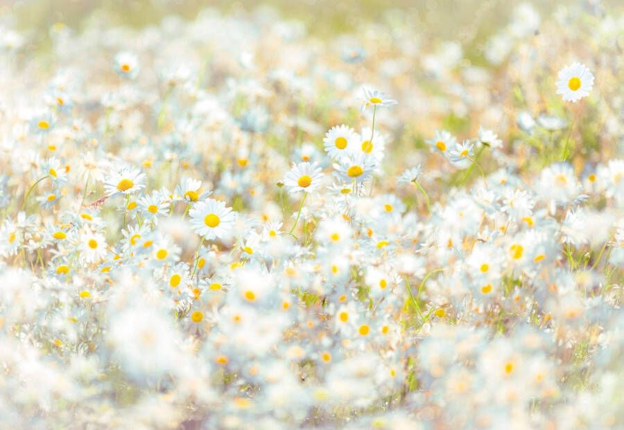 Komar Fotobehang Daisies 368x254 cm (breedte x hoogte) inclusief pasta (set)