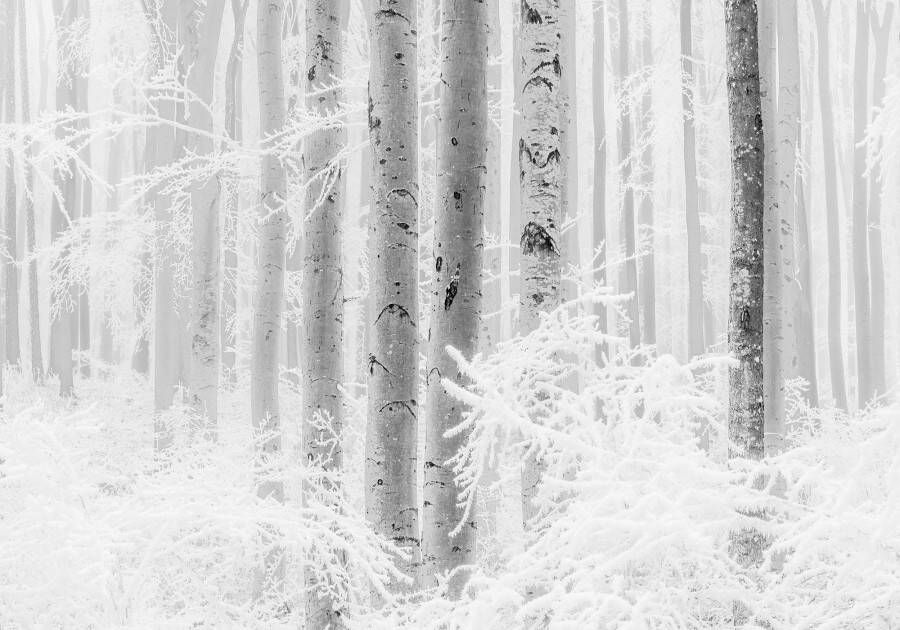 Komar Vliesbehang Winter Wood 400x280 cm (breedte x hoogte) vliesbehang 100 cm baanbreedte (1 stuk)
