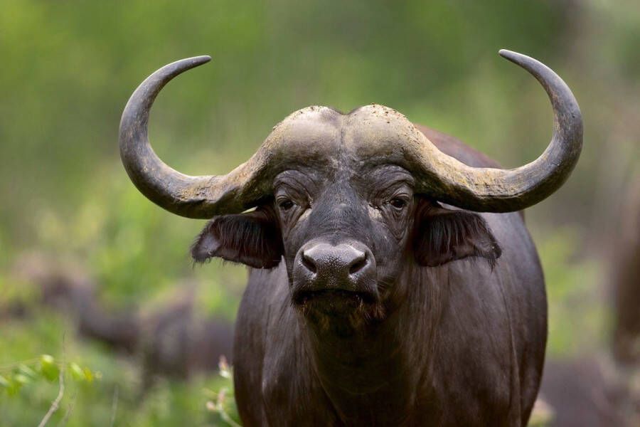 Papermoon Fotobehang Afrikaanse buffel Vliesbehang eersteklas digitale print