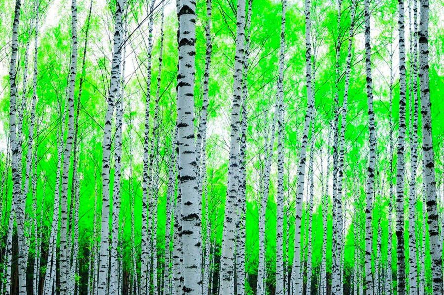 Papermoon Fotobehang Birch forest