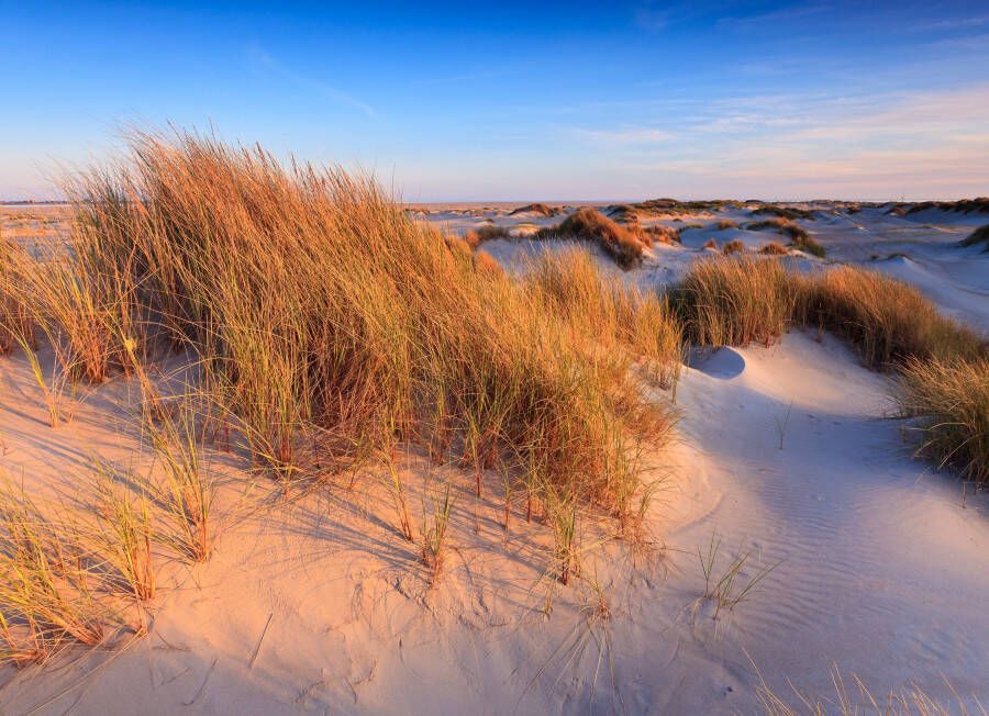 Papermoon Fotobehang Dunes Grass