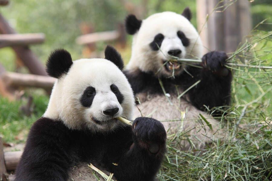 Papermoon Fotobehang Gigantische panda's Vliesbehang eersteklas digitale print