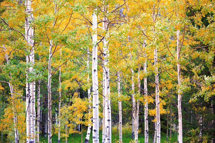 Papermoon Fotobehang Herfst berkenbos Vliesbehang eersteklas digitale print