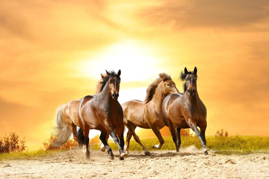 Papermoon Fotobehang Horses Run in Sunset