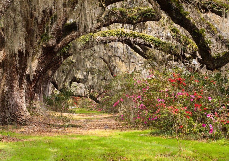 Papermoon Fotobehang Live oak tunnel Vliesbehang eersteklas digitale print