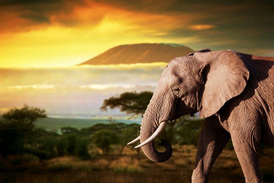 Papermoon Fotobehang Olifant van Kilimanjaro Vliesbehang eersteklas digitale print