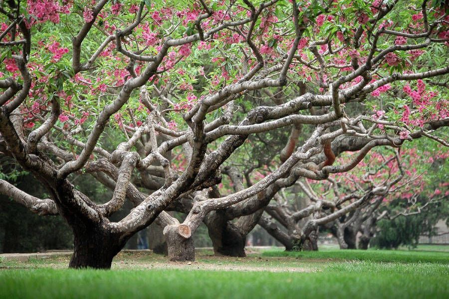 Papermoon Fotobehang Perzikenbomen in het voorjaar Vliesbehang eersteklas digitale print