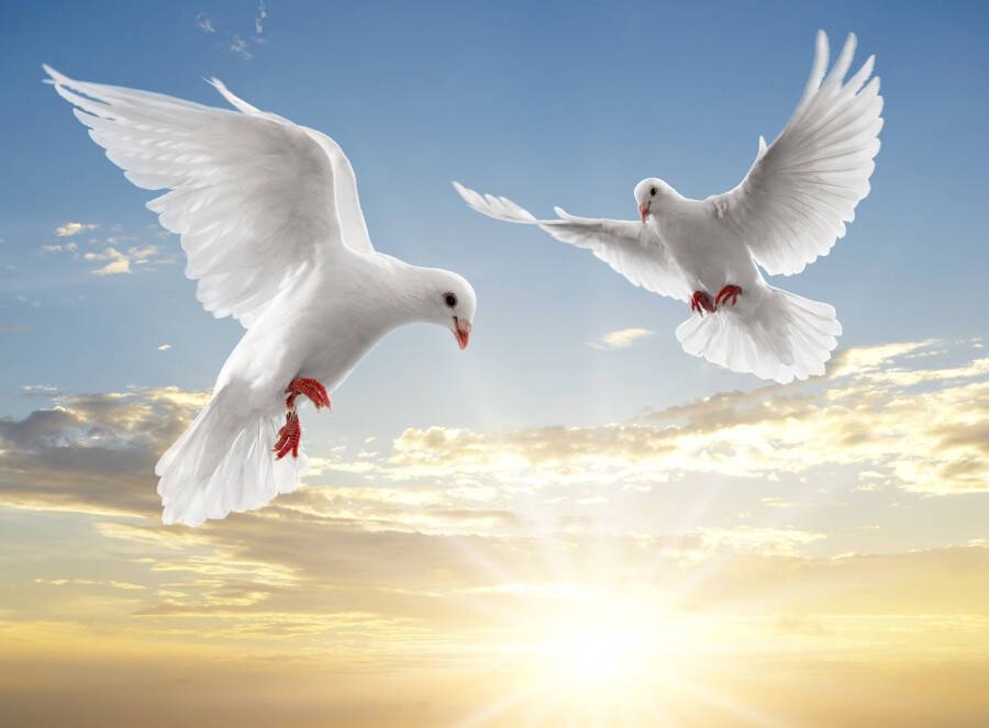 Papermoon Fotobehang White Doves