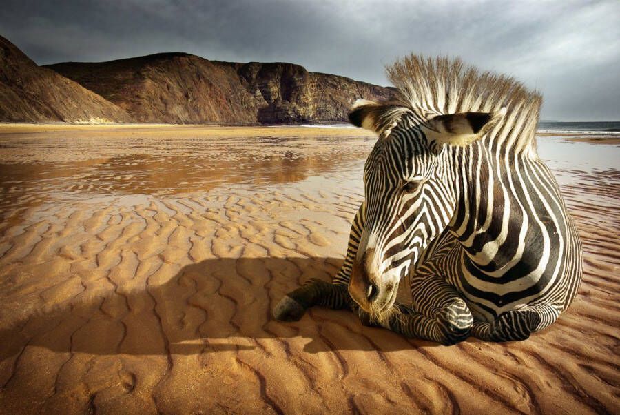Papermoon Fotobehang Zebra op het strand Vliesbehang eersteklas digitale print