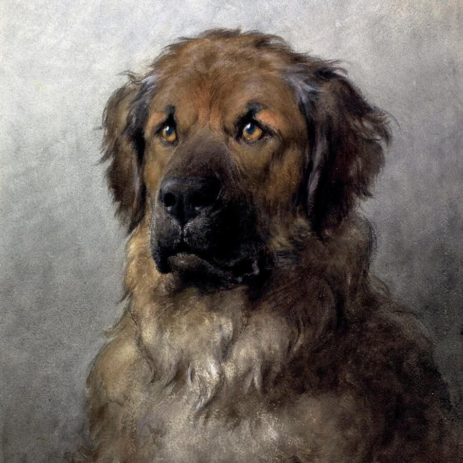 Queence Sierkussen Hovawart Kussenovertrek zonder vulling(1 stuk)