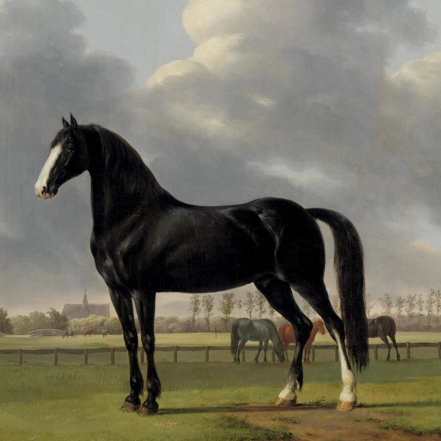 Queence Sierkussen Paarden Kussenovertrek zonder vulling(1 stuk)