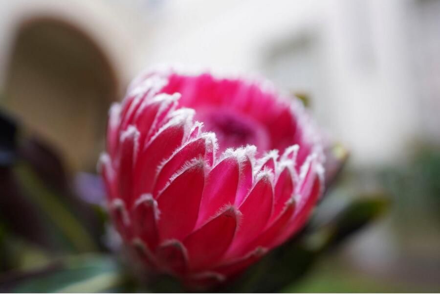 Sony FE 20mm f 1.8 G | Top 10 Objectieven lenzen | Fotografie Objectieven | 4548736099777 - Foto 14