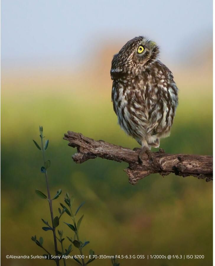 Sony Systeemcamera-body Alpha 6700 spiegelloze APS-C Digitale camera AI-gebaseerde autofocus