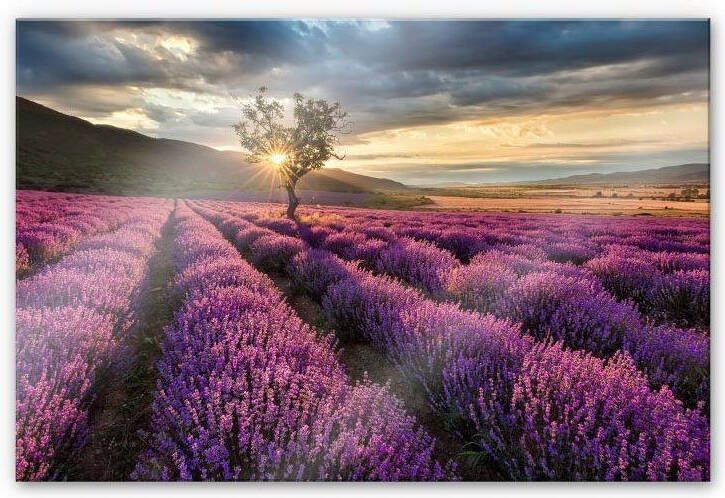 Wall-Art Keukenwand Lavendel Bloemen in de Provence (1-delig)
