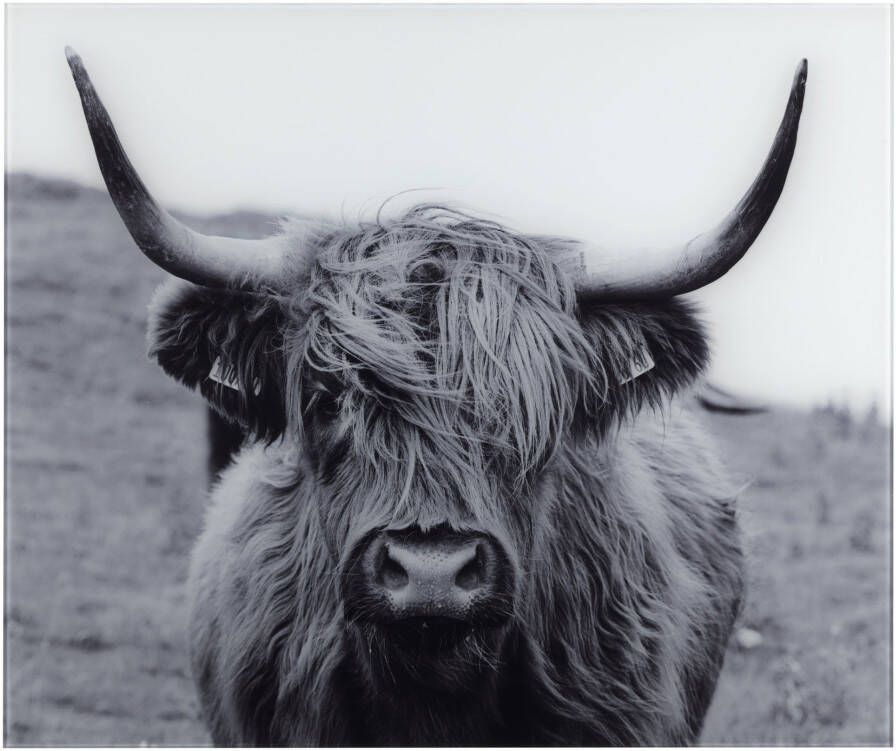 Wenko Keukenwand Highland Cattle gehard glas 60x50 cm