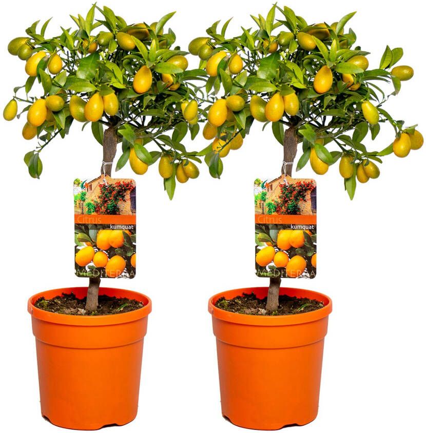 Bloomique Sinaasappelboom | Citrus 'Kumquat' per 2 stuks Buitenplant in kwekerspot ⌀19 cm ↕50-60 cm