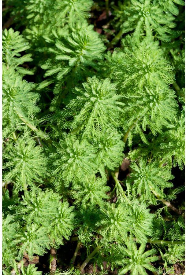 Bloomique Verenkruid | Myriophyllum 'Red Stem' 2x Vijverplant & zuurstofplant in kwekerspot ⌀11 cm ↕15 cm