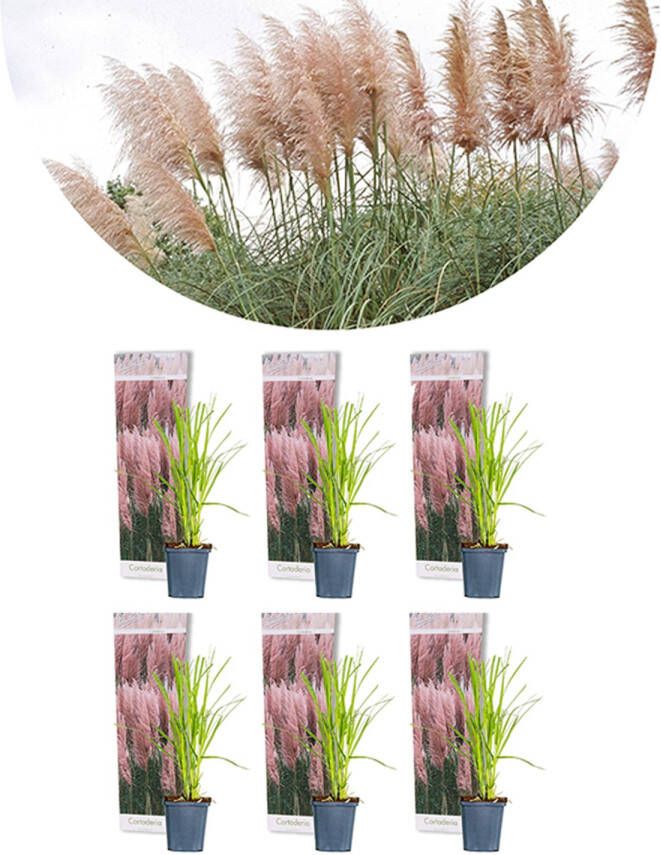 Bloomique 6x Cortaderia Selloana 'rosea' – Pampasgras – Siergrassen – Winterhard – ⌀9 Cm ↕15-20 Cm