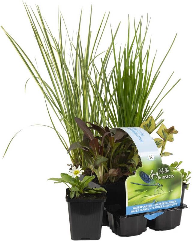 Bloomique 6x Insecten vriendelijke Vijverplanten Mix – Zone 2 & 3 – Onderhoudsvriendelijk ⌀9 cm 15-25 cm