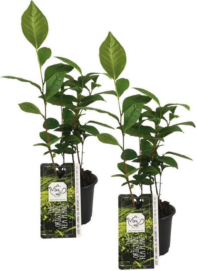 Bloomique Camellia Sinensis Theeplant Set 2 Stuks Tuinplanten Meerjarig ⌀10 5 ↕45-50 Cm