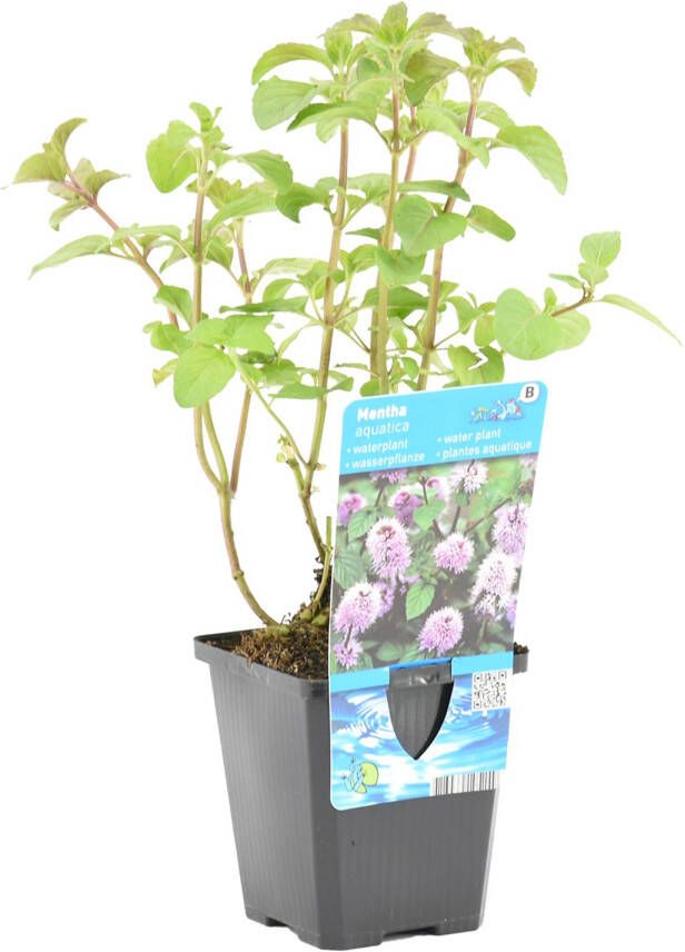 Bloomique Watermunt Mentha Aquatica per Stuk Vijverplant in Kwekerspot ⌀ 9 cm ↕ 10-20 cm