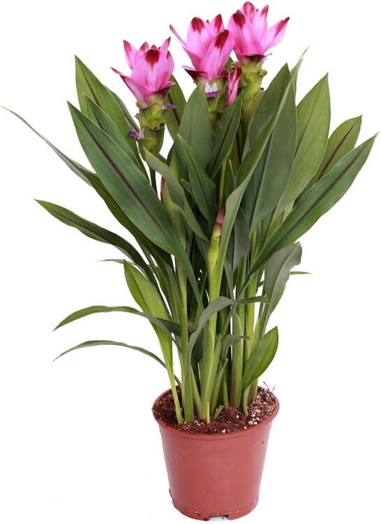 Bloomique Curcuma Siam | Tulpenplant per stuk Buiten- en binnenplant in kwekerspot ⌀14 cm ↕50 cm