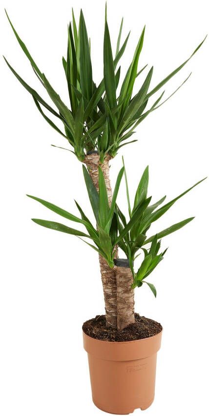 Bloomique Yucca Elephantipes Palmlelie Kamerplanten Luchtzuiverend Gemakkelijk in onderhoud Pot 21cm 80-100cm Hoog