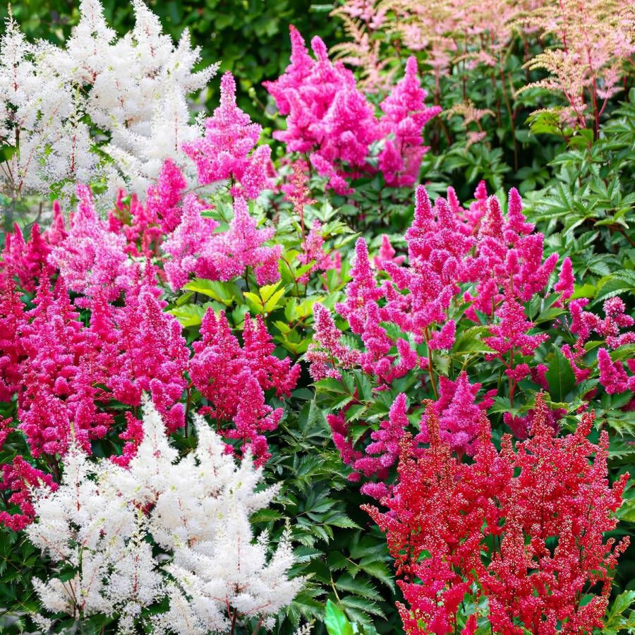 DUTCH BULBS Astilbe Buitenplant Mix van 5 soorten Tuinplant 10 stuks Meerkleurig Tuin Plant voor Buiten Winterhard