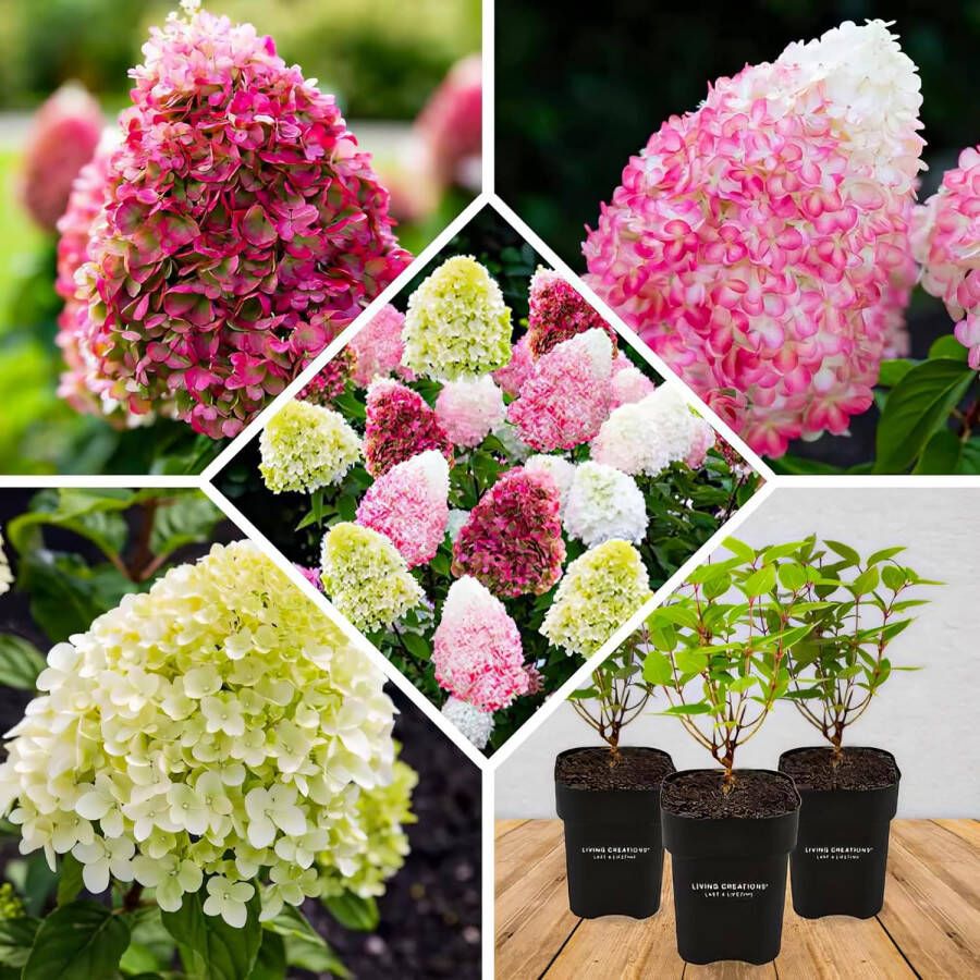 DUTCH BULBS EXCLUSIVE PLANTS FROM HOLLAND Dutch Bulbs Hortensia Tuinplant 3 Stuks Paniculata