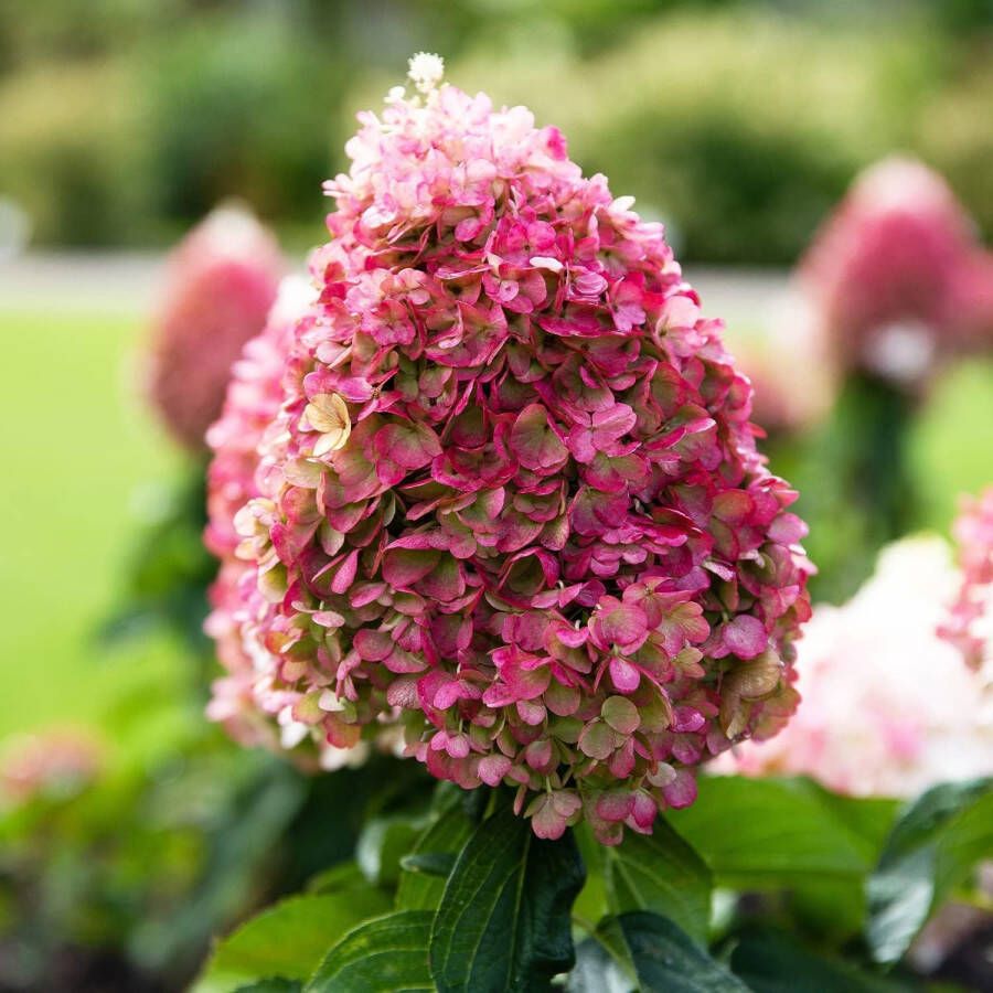 DUTCH BULBS EXCLUSIVE PLANTS FROM HOLLAND Dutch Bulbs Hortensia Tuinplant 3 Stuks Pinky Promise