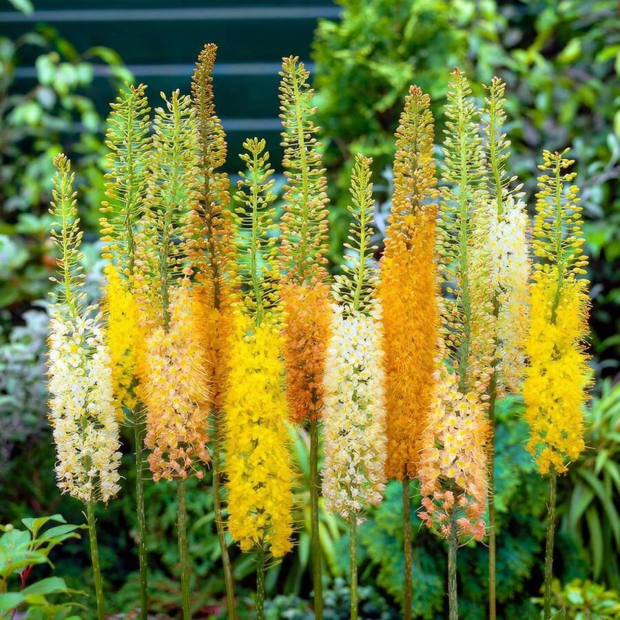 DUTCH BULBS EXCLUSIVE PLANTS FROM HOLLAND Dutch Bulbs Naald Van Cleopatra Tuinplant 3 Stuks Eremurus