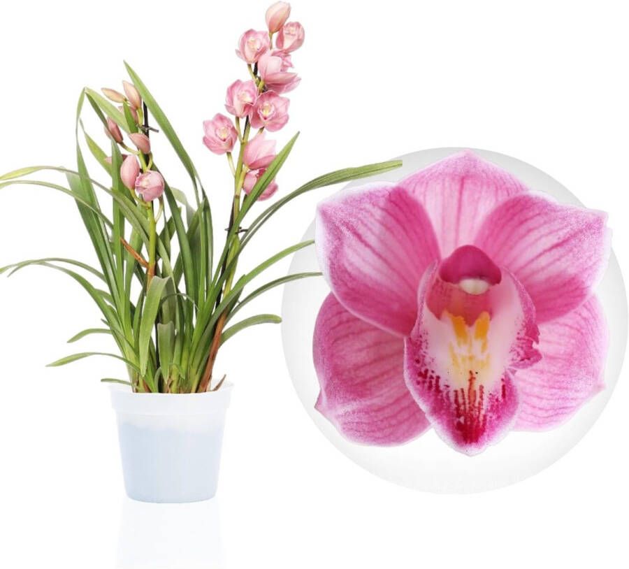 DUTCH BULBS EXCLUSIVE PLANTS FROM HOLLAND Dutch Bulbs Orchidee Plant Kamerplant 1 Stuk Cymbidium