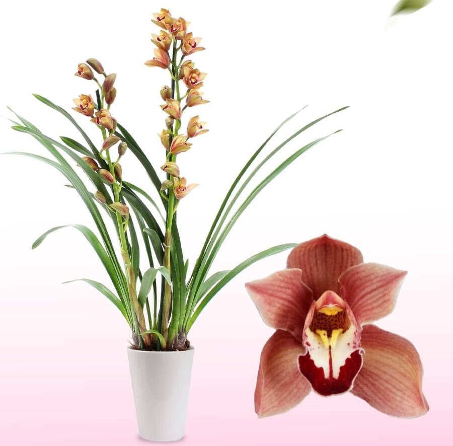 DUTCH BULBS EXCLUSIVE PLANTS FROM HOLLAND Dutch Bulbs Orchidee Plant Kamerplant 1 Stuk Cymbidium