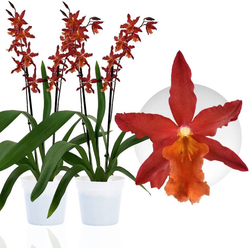 DUTCH BULBS EXCLUSIVE PLANTS FROM HOLLAND Dutch Bulbs Orchidee Plant Kamerplant 2 Stuks Jumping Jack